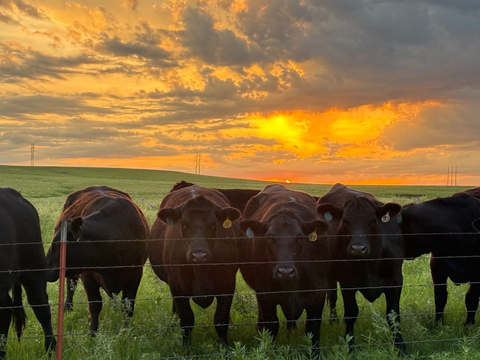Cattle grazing on Flint Hills pasture at sunset