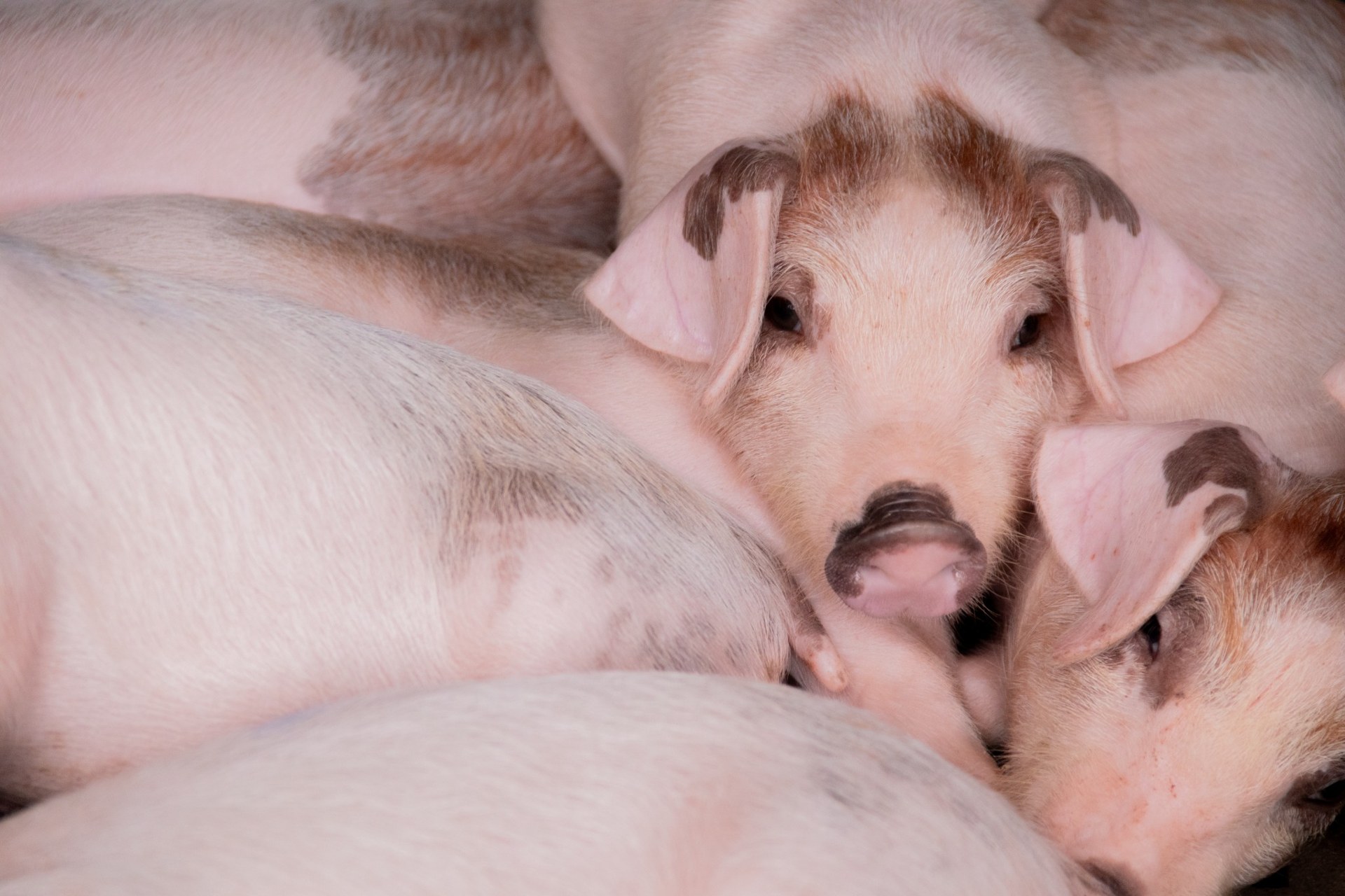 Piglets resting together on a farm