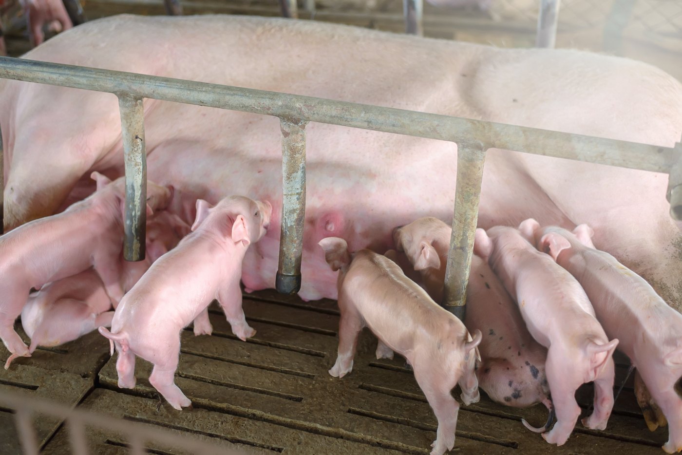 Sow nursing piglets in a swine production facility